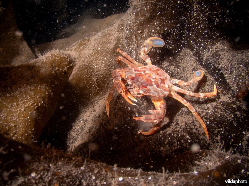 Blauwpootzwemkrab
