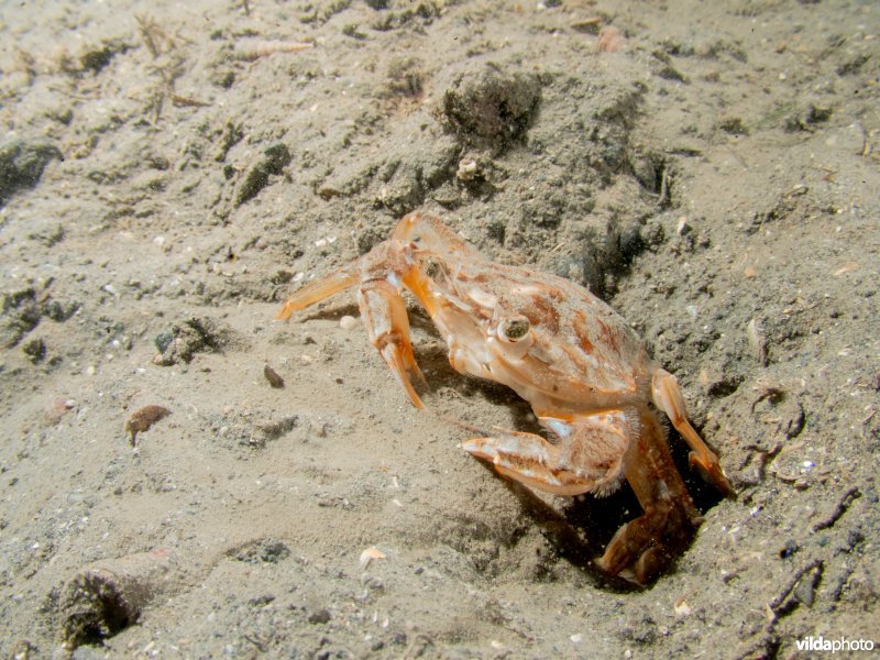 Blauwpootzwemkrab