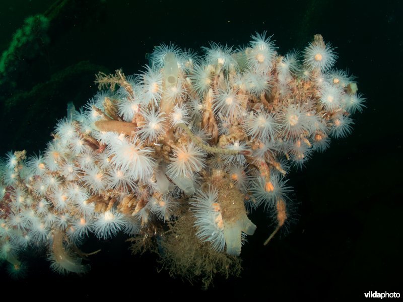 Protanthea simplex