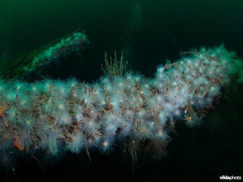 Protanthea simplex