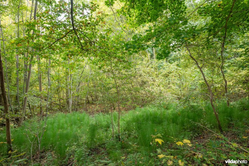 Reuzenpaardenstaart in bronbos Haspengauw