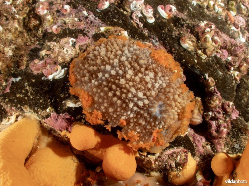 Grote tritonia