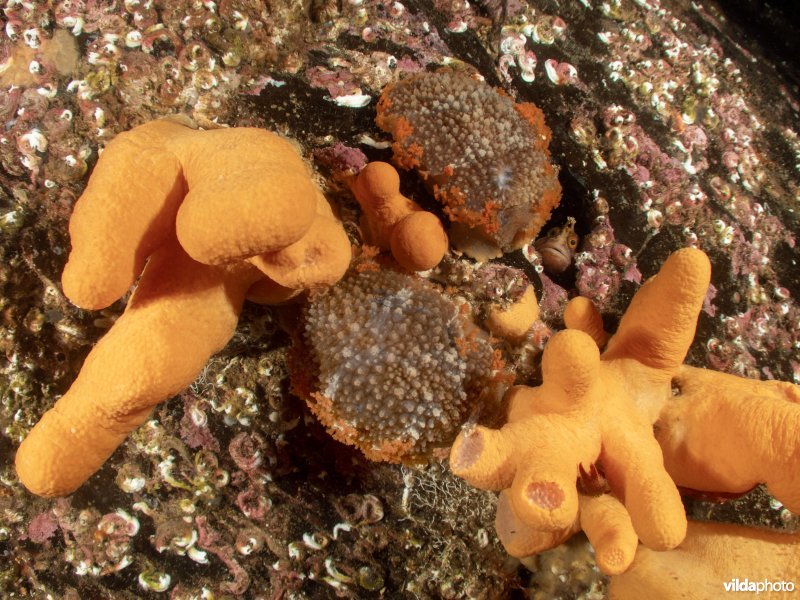 Grote tritonia