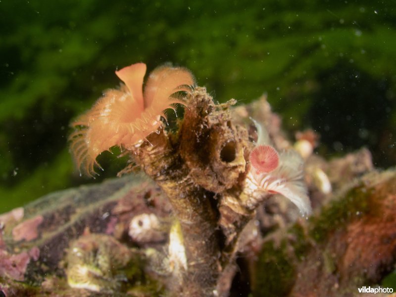 Kleine kalkkokerworm