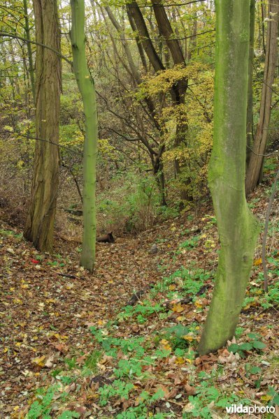 Terril Espérance in de herfst