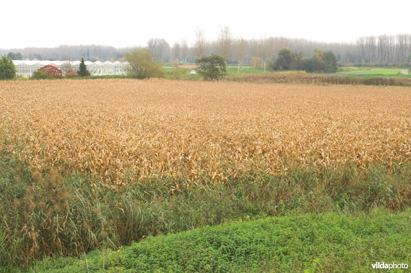 Grote Wal in Kastel