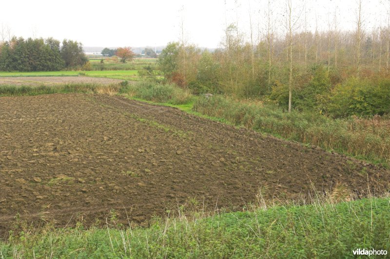 Grote Wal in Kastel