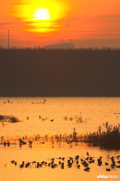 Slapende Kieviten in Drijdijck