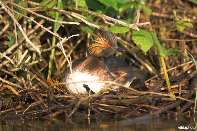 Geoorde fuut op nest