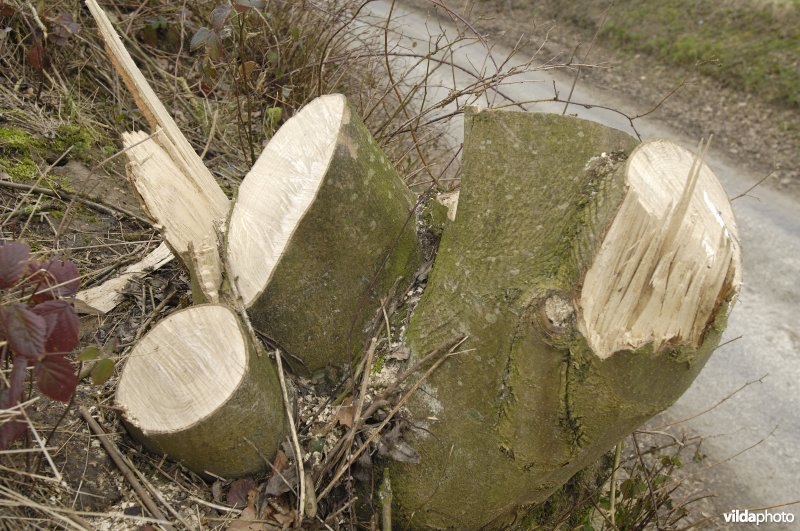 Bijzonder slecht gezaagd essenhakhout