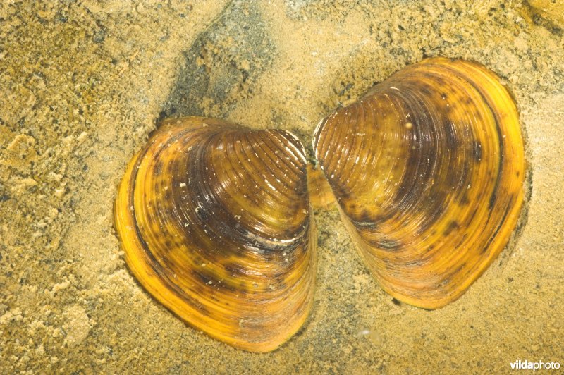 Aziatische korfmossel