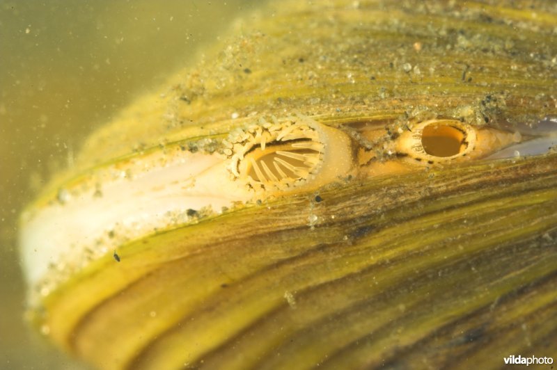 Aziatische korfmossel