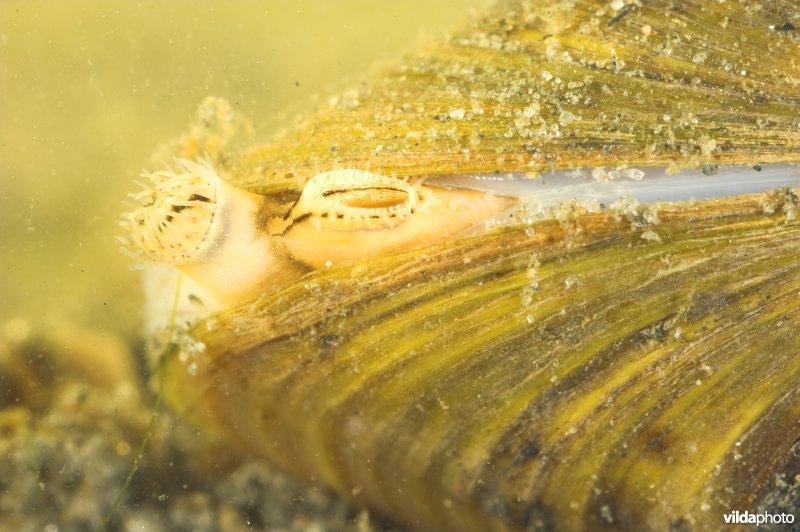 Aziatische korfmossel