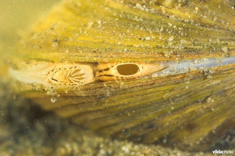 Aziatische korfmossel