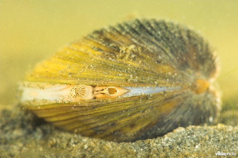 Aziatische korfmossel