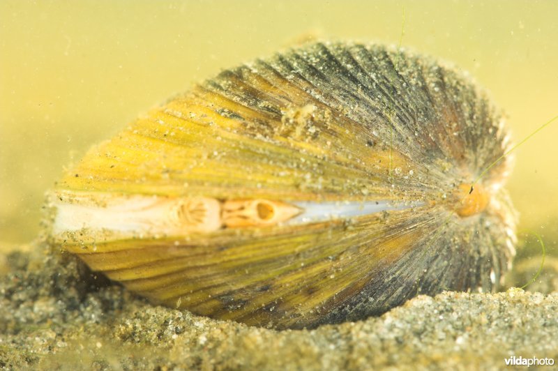 Aziatische korfmossel