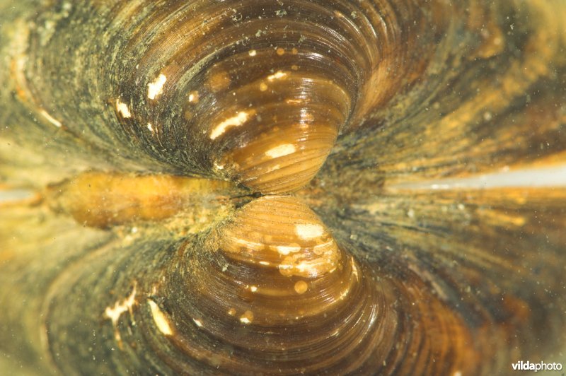 Aziatische korfmossel
