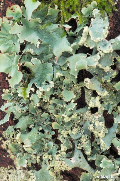 Gebogen of Groot schildmos