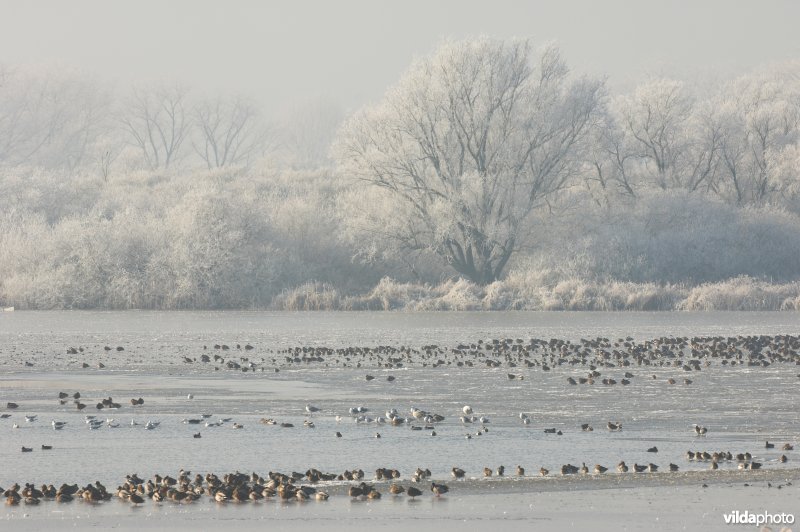 De Blankaart in de winter