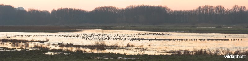 Overwinterende vogels in de Bourgoyen-Ossemeersen