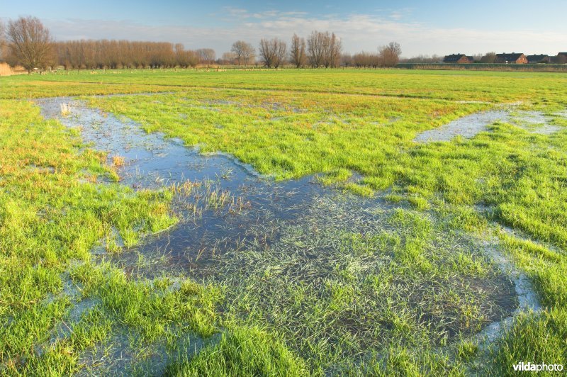 Bergenmeersen in Wichelen