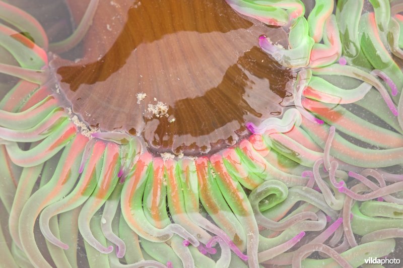 Detail van de tentakels van Wasroos