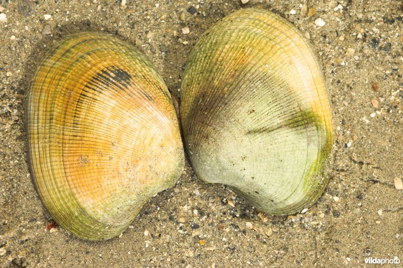 Japanse tapijtschelp