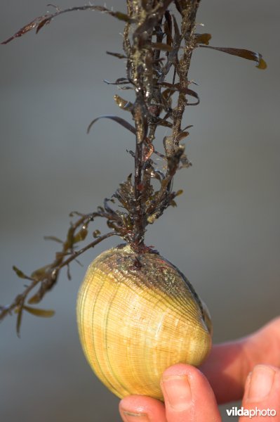 Japanse tapijtschelp