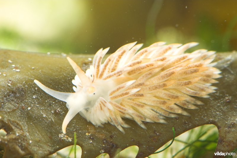 Juveniele Kleine vlokslak