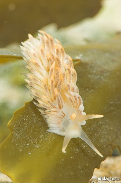 Juveniele Kleine vlokslak