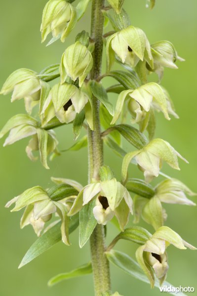 Brede wespenorchis
