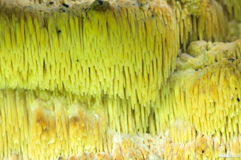 Boomgaardstekelkorstzwam