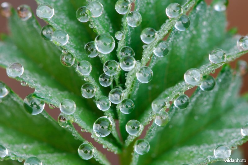 Kleine pimpernel met dauwdruppeltjes