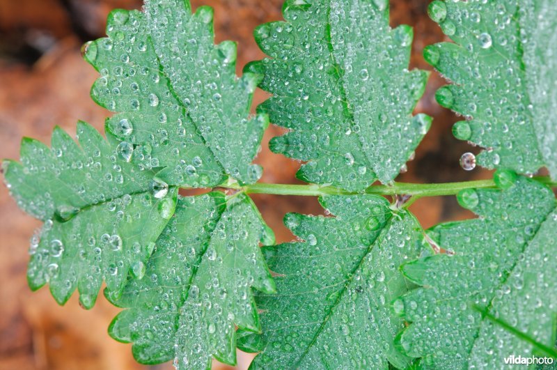 Kleine pimpernel met dauwdruppeltjes