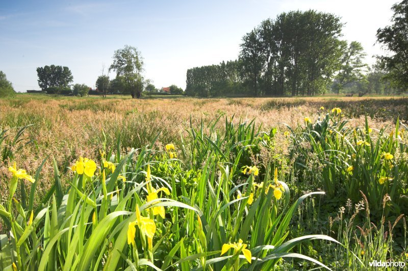 Natte weilanden en hooilanden in de Zeverenbeekvallei