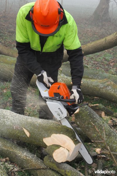 Brandhout maken met de kettingzaag