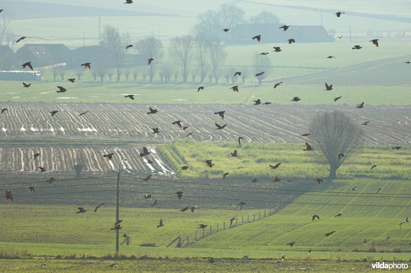 Groep Houtduiven in het Heuvelland