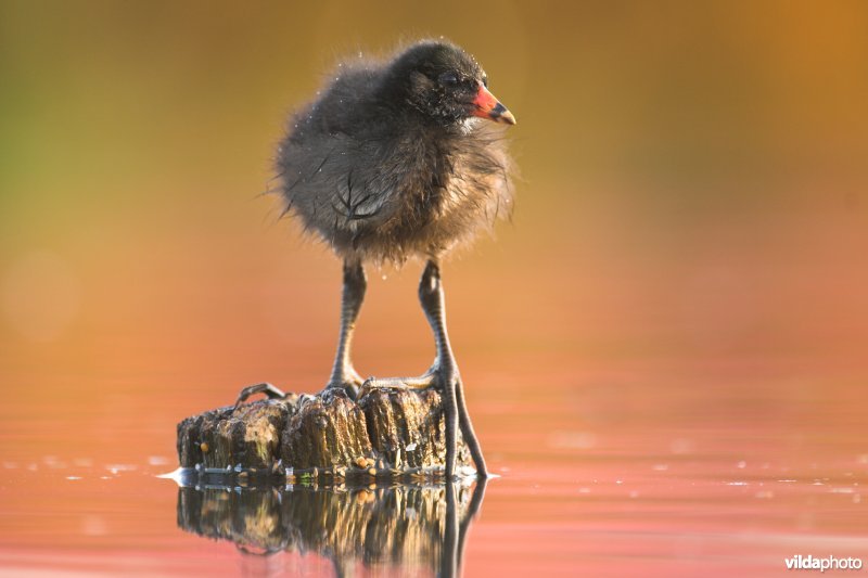 Juveniel waterhoentje