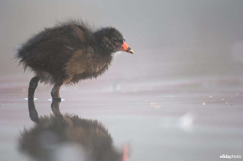 Juveniel waterhoentje