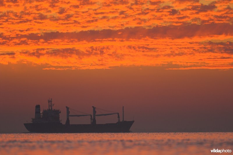 Vrachtboot op de Westerschelde