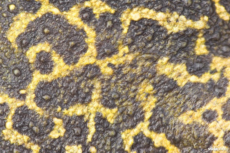 Huid van knoflookpad