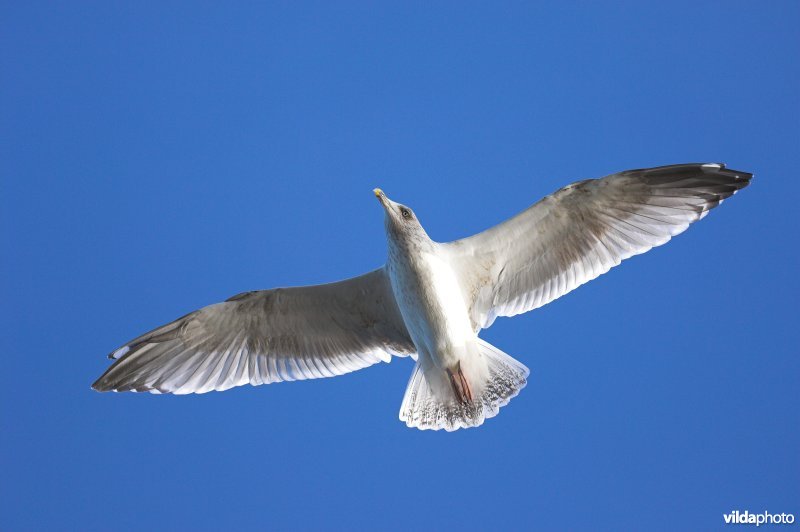 Zilvermeeuw in vlucht