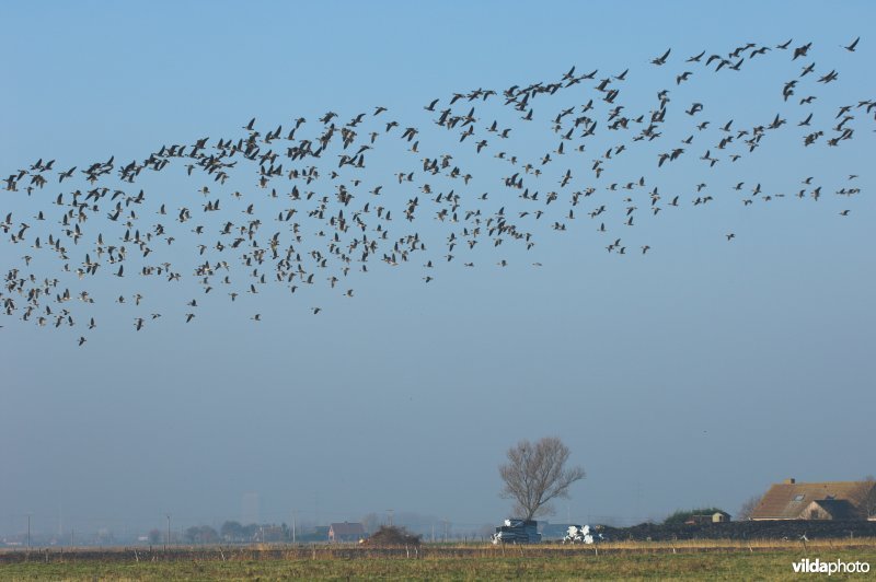 Overvliegende ganzen boven de polders van de Zoutekreek