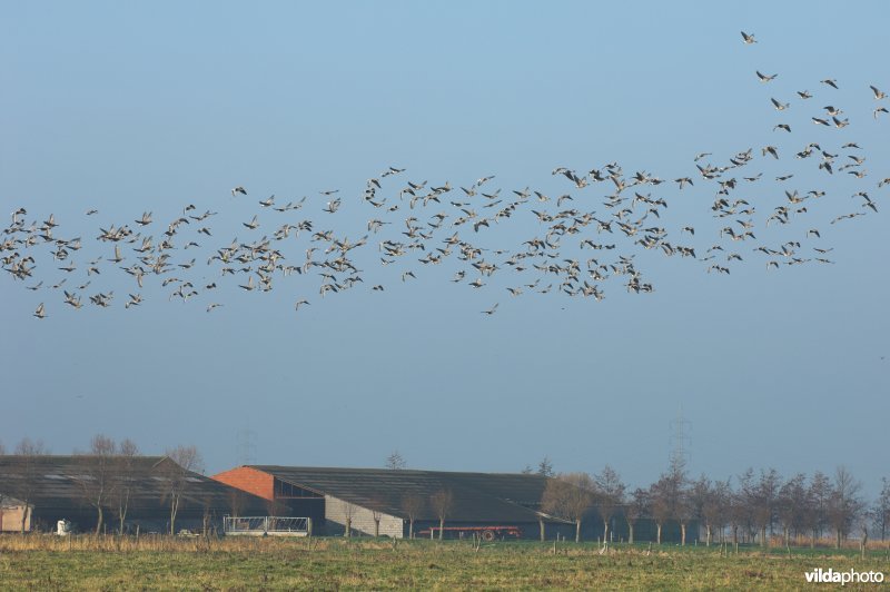 Overvliegende ganzen boven de polders van de Zoutekreek