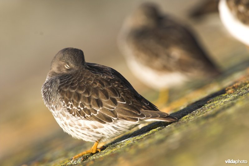 Paarse Strandloper