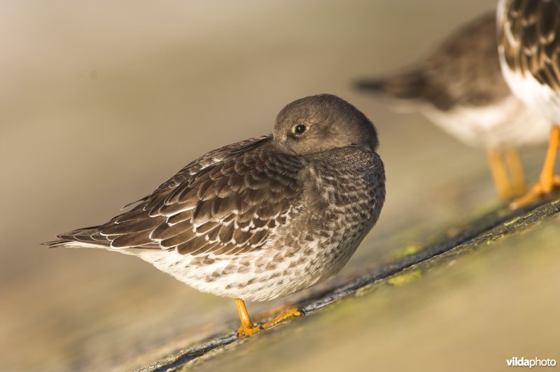 Paarse Strandloper