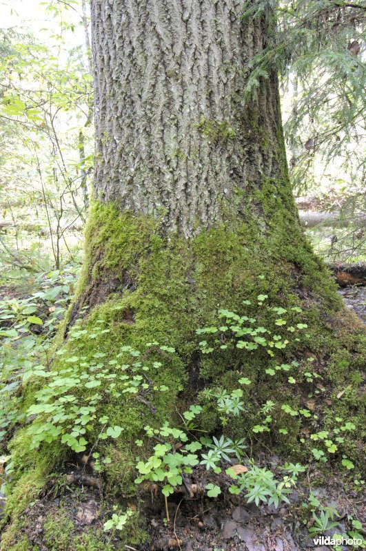 Boomvoet van een Esp