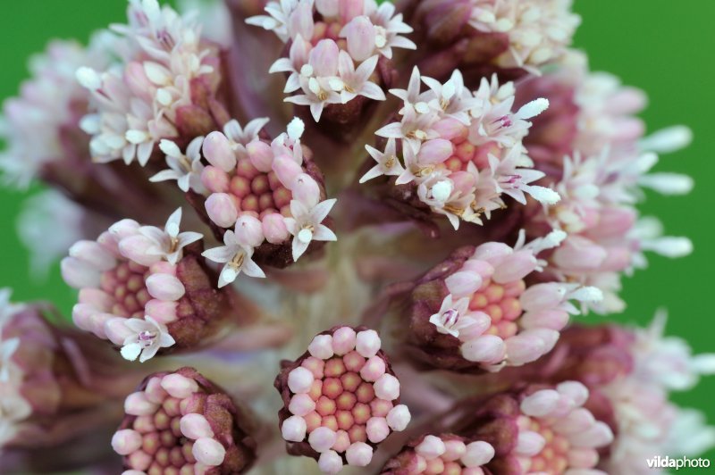 Bloem van groot hoefblad