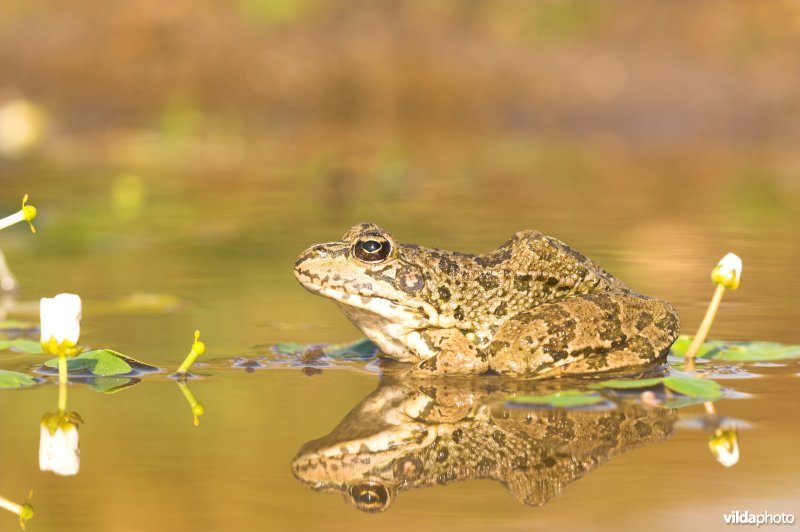 Iberische groene kikker
