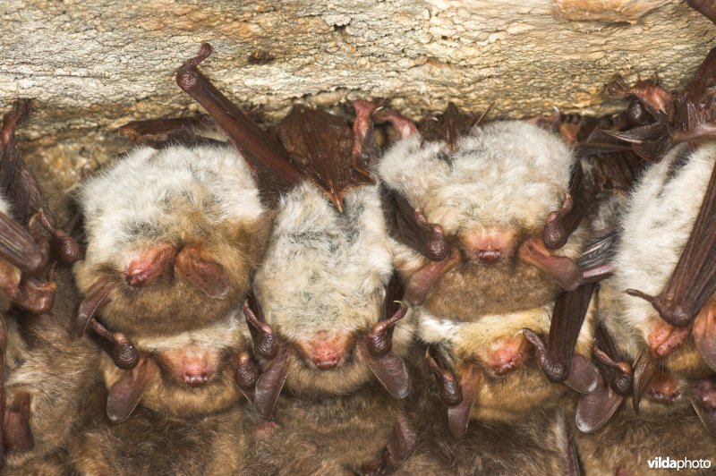 Franjestaart in winterslaap